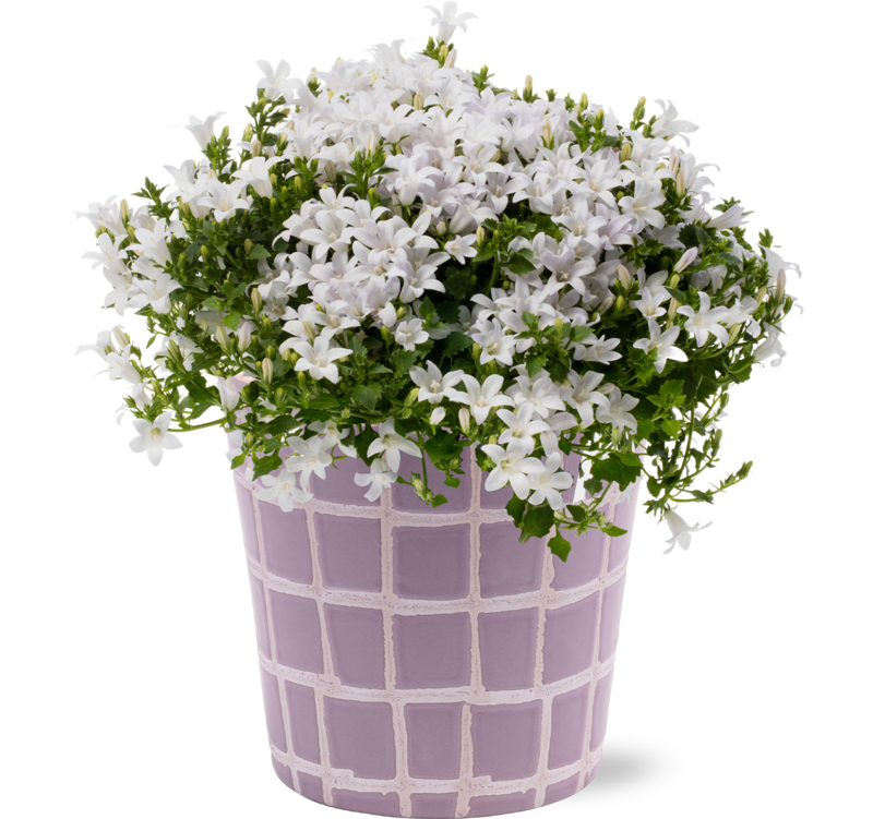 Api Lila Campanula Ambella White in pot Amy Lila | Addenda